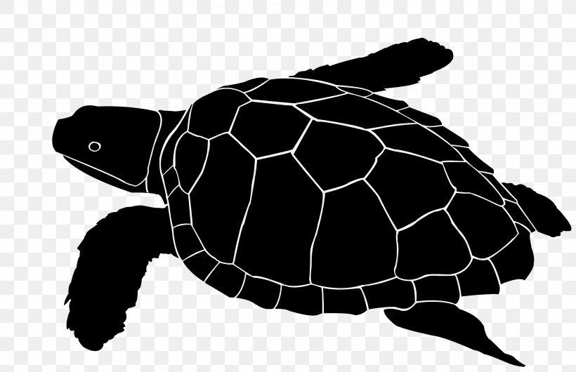 Loggerhead Sea Turtle Glass Etching Glass Engraving, PNG, 2732x1766px, Loggerhead Sea Turtle, Abrasive Blasting, Art, Black And White, Emydidae Download Free
