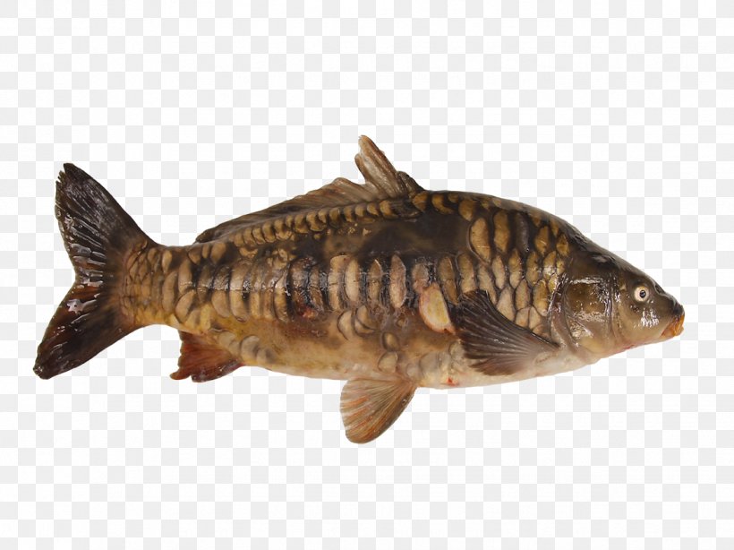 Oily Fish Common Carp Pond Fish Products, PNG, 1134x850px, Fish, Aircel, Animal Source Foods, Billion, Bony Fish Download Free
