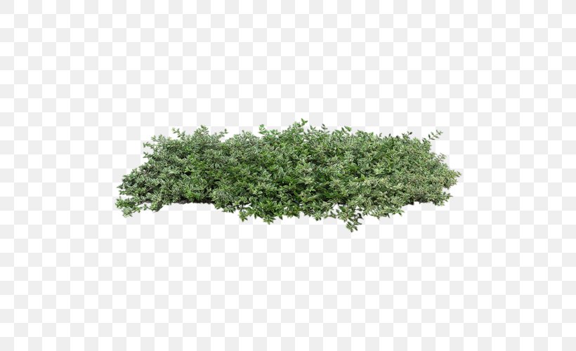 Shrub Plant Tree, PNG, 500x500px, 3d Computer Graphics, Shrub, Cotoneaster, Evergreen, Grass Download Free