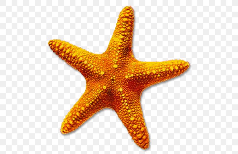 Starfish Desktop Wallpaper Clip Art, PNG, 530x531px, Starfish, Basket Star, Brittle Star, Echinoderm, Invertebrate Download Free