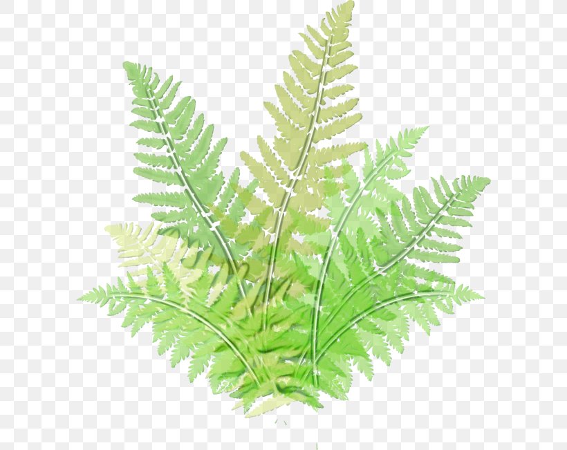 Watercolor Flower Background, PNG, 600x651px, Watercolor, Botany, Bregner, Fern, Ferns And Horsetails Download Free
