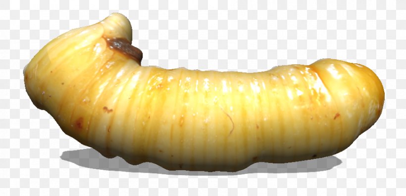 Winter Squash Root Vegetables Invertebrate, PNG, 896x433px, Winter Squash, Cucurbita, Food, Invertebrate, Larva Download Free