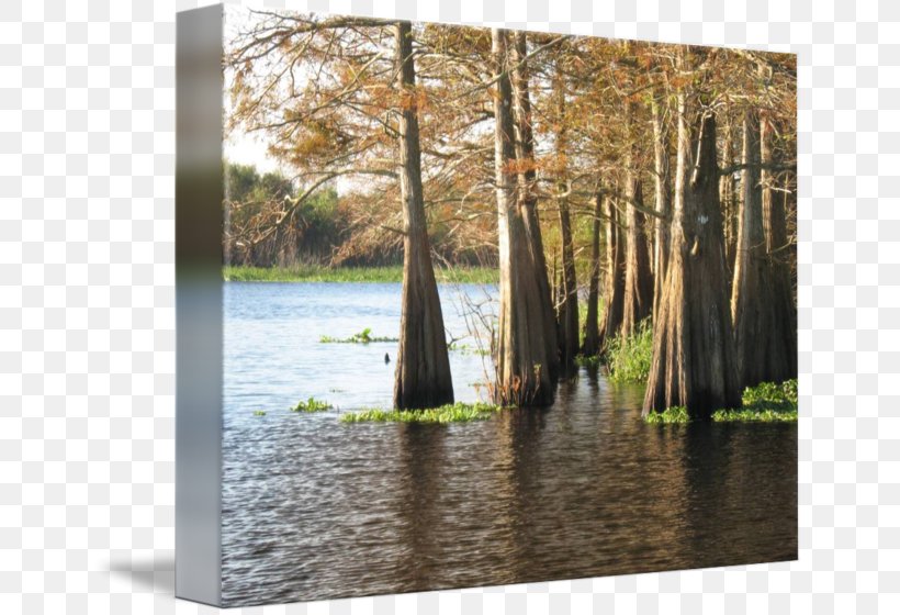 Bayou Swamp St. Johns River Gallery Wrap Wood, PNG, 650x560px, Bayou, Art, Canvas, Cupressus, Forest Download Free