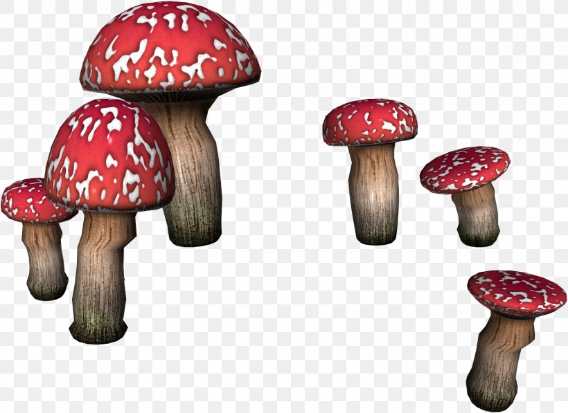 Edible Mushroom Fungus Boletus Edulis Oil, PNG, 1743x1270px, Edible Mushroom, Boletus, Boletus Edulis, Eating, Fungus Download Free