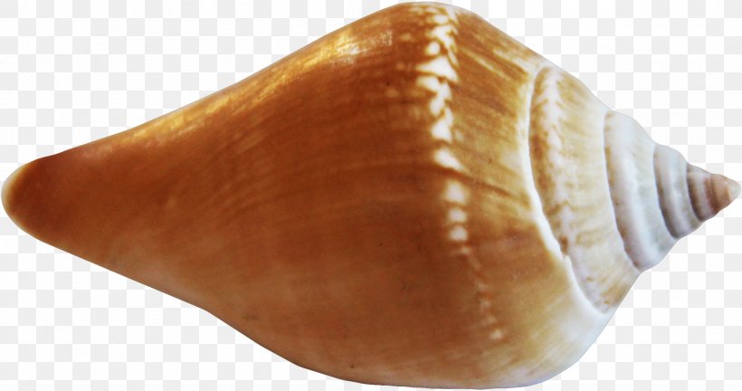 Seashell Clip Art, PNG, 2007x1058px, Seashell, Conch, Conchology, Sea, Sea Snail Download Free