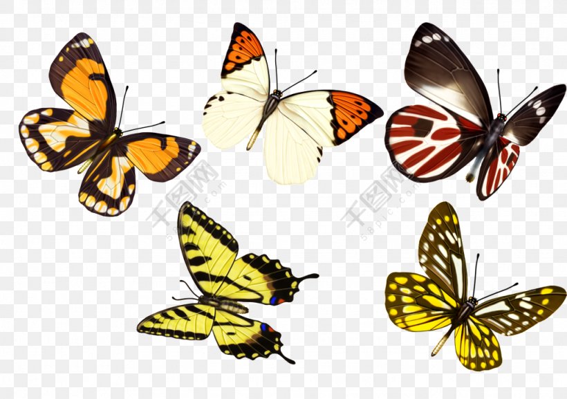 Butterfly Vector Graphics Image Insect, PNG, 1024x721px, Butterfly, Arthropod, Brush Footed Butterfly, Insect, Invertebrate Download Free