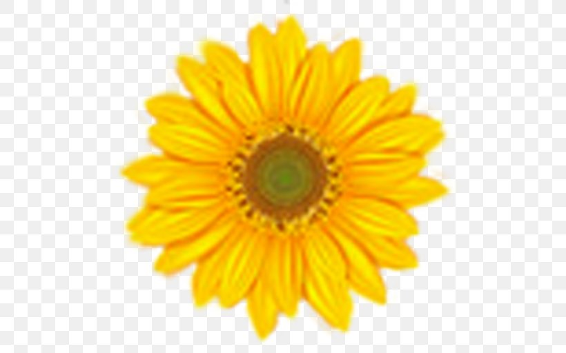 Common Sunflower Clip Art, PNG, 512x512px, Common Sunflower, Chrysanths, Daisy Family, Document, Flower Download Free