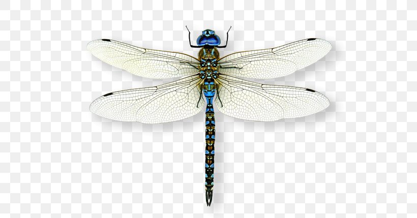 Insect A Dragonfly? A Dazzle Of Dragonflies Emperor, PNG, 624x429px, Insect, Arthropod, Child, Damselflies, Dazzle Of Dragonflies Download Free