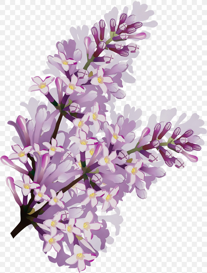 Lavender, PNG, 2268x3000px, Watercolor, Branch, Cut Flowers, Flower, Hyacinth Download Free