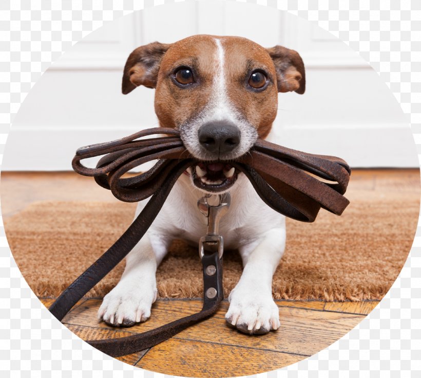 Pet Sitting Dog Walking Labradoodle Dog Daycare, PNG, 1061x952px, Pet Sitting, Animal, Bark, Carnivoran, Companion Dog Download Free