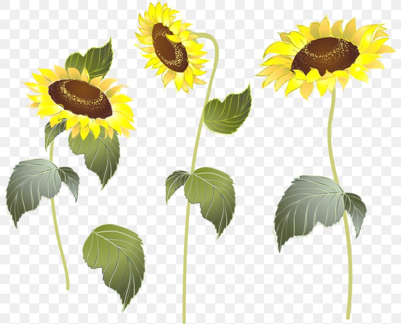 Sunflower M Plant Stem Petal, PNG, 800x662px, Flower, Annual Plant, Daisy Family, Flowering Plant, Kocaeli Province Download Free