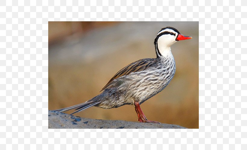 Torrent Duck Bird Goose Mergini, PNG, 500x500px, Duck, Anatidae, Beak, Bird, Bird Nest Download Free