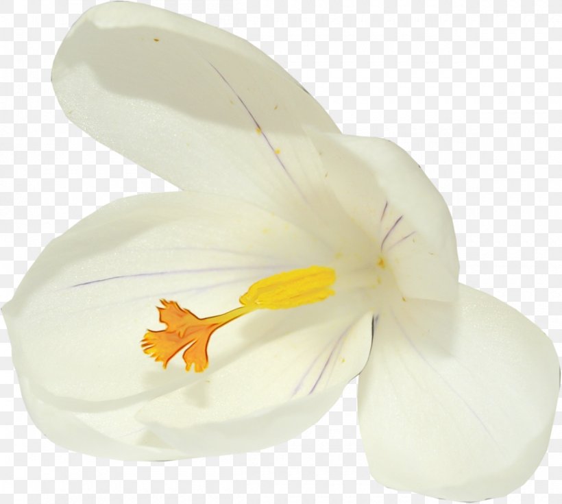 White Petal Flower Yellow Plant, PNG, 1200x1076px, Watercolor, Amaryllis Family, Crocus, Flower, Iris Download Free