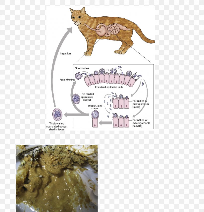 Cat Dog Cryptosporidiosis Oocysta Cryptosporidium Parvum, PNG, 1474x1534px, Cat, Apicomplexa, Biological Life Cycle, Carnivoran, Cat Like Mammal Download Free