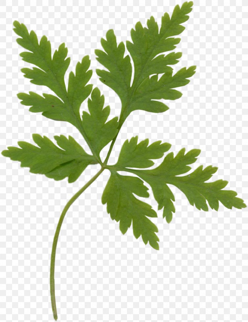 Leaf Vegetable Parsley Herb Coriander, PNG, 1038x1350px, Leaf Vegetable, Branch, Coriander, Food, Herb Download Free