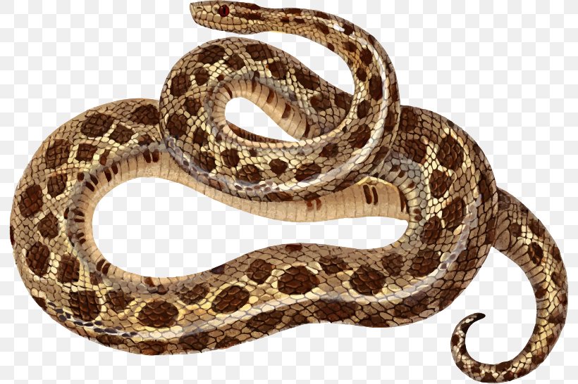 Sidewinder Snakes Vipers Reptile Tropidophis Melanurus, PNG, 794x546px, Sidewinder, Boa Constrictor, Boas, Colubridae, Eastern Diamondback Rattlesnake Download Free