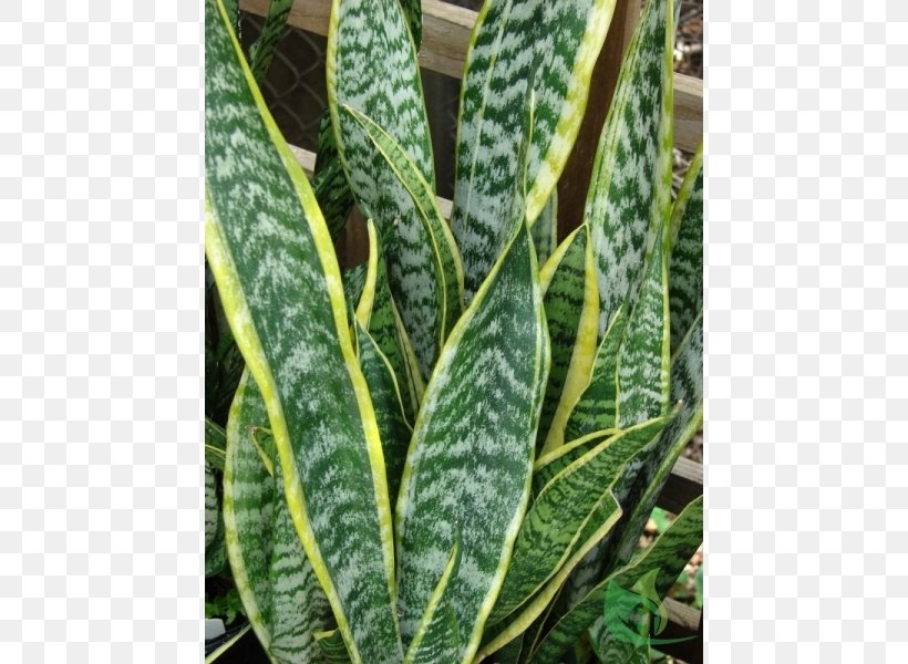 Viper's Bowstring Hemp Houseplant Care Medicinal Plants, PNG, 600x600px, Plant, Flower, Hemp, Houseplant, Houseplant Care Download Free