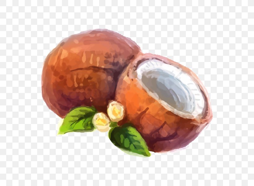 Watercolor Painting Vector Graphics Illustration Drawing, PNG, 600x600px, Watercolor Painting, Coconut, Drawing, Fruit, Paint Download Free