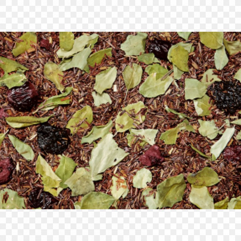Assam Tea Green Tea Oolong Herb, PNG, 850x850px, Tea, Assam Tea, Black Tea, Cherry, Cyclopia Download Free