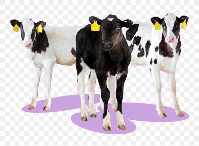 Dairy Cattle Dairy Products Calf, PNG, 1661x1221px, Dairy Cattle, Calf, Cattle, Cattle Like Mammal, Cow Goat Family Download Free