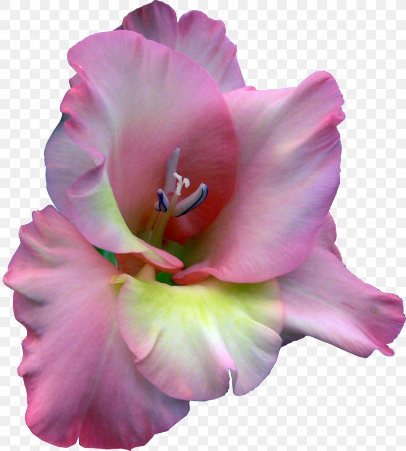 Gladiolus Cut Flowers Legend Clip Art, PNG, 1079x1200px, Gladiolus, Author, Cut Flowers, Daylily, Fairy Tale Download Free