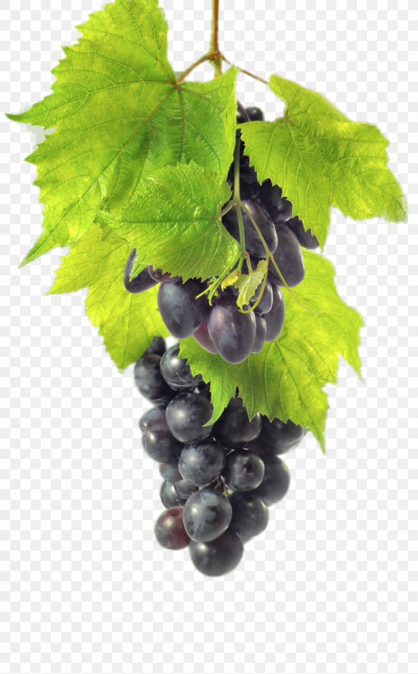 Red Wine Common Grape Vine Zante Currant Auglis, PNG, 1240x2000px, Red Wine, Auglis, Common Grape Vine, Food, Fruit Download Free