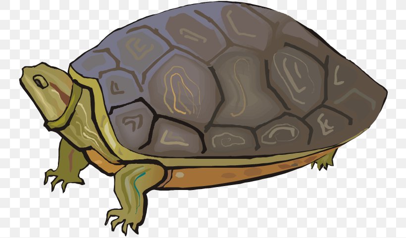 Terrapene Tortoise Sea Turtle Clip Art, PNG, 750x481px, Terrapene, Amphibian, Animal, Box Turtle, Chelydridae Download Free