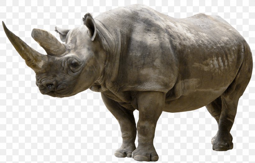 White Rhinoceros Clip Art, PNG, 2340x1499px, Rhinoceros, Animal, Black Rhinoceros, Fauna, Horn Download Free