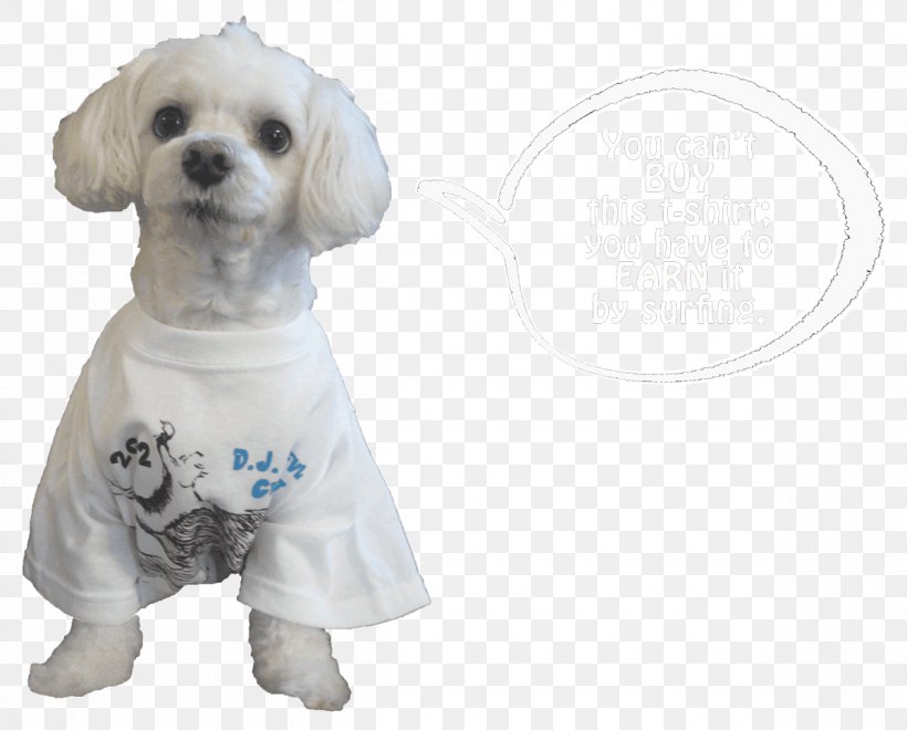 Dog Breed Maltese Dog Puppy Love Companion Dog, PNG, 1200x967px, Dog Breed, Breed, Carnivoran, Clothing, Companion Dog Download Free