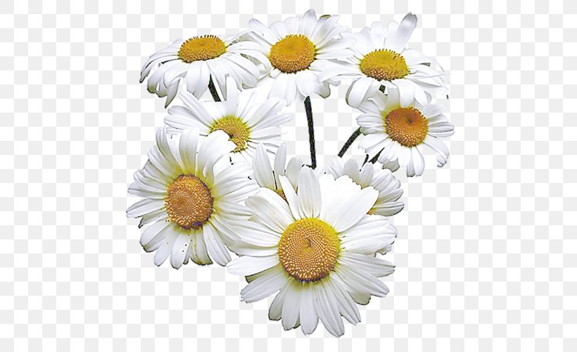 Lotion Essential Oil German Chamomile, PNG, 500x500px, Lotion, Annual Plant, Aroma Compound, Aromatherapy, Aster Download Free