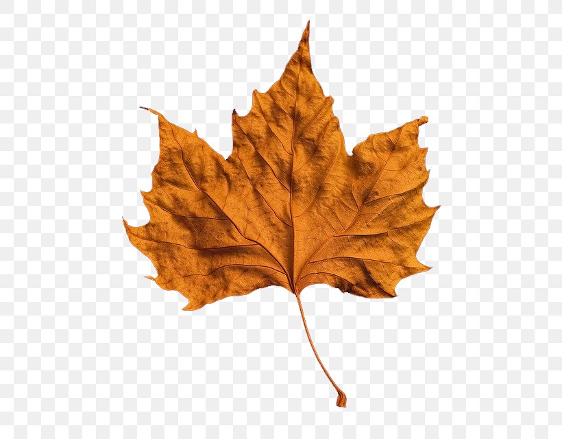 Autumn Leaf Color Clip Art, PNG, 532x640px, Autumn, Autumn Leaf Color, Leaf, Maple Leaf, Mpeg4 Part 14 Download Free