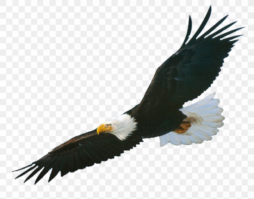Bald Eagle, PNG, 825x648px, Bald Eagle, Accipitriformes, Beak, Bird, Bird Of Prey Download Free