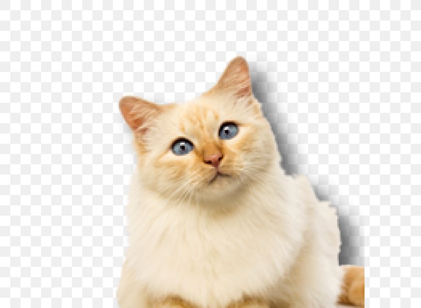 British Semi-longhair Whiskers Birman Kitten Domestic Short-haired Cat, PNG, 600x600px, British Semilonghair, Asia, Asian, Asian People, Birman Download Free