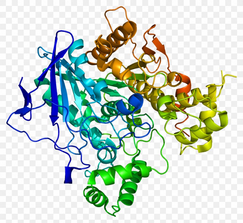 Butyrylcholinesterase Biochemistry Protein Enzyme, PNG, 988x906px, Watercolor, Cartoon, Flower, Frame, Heart Download Free