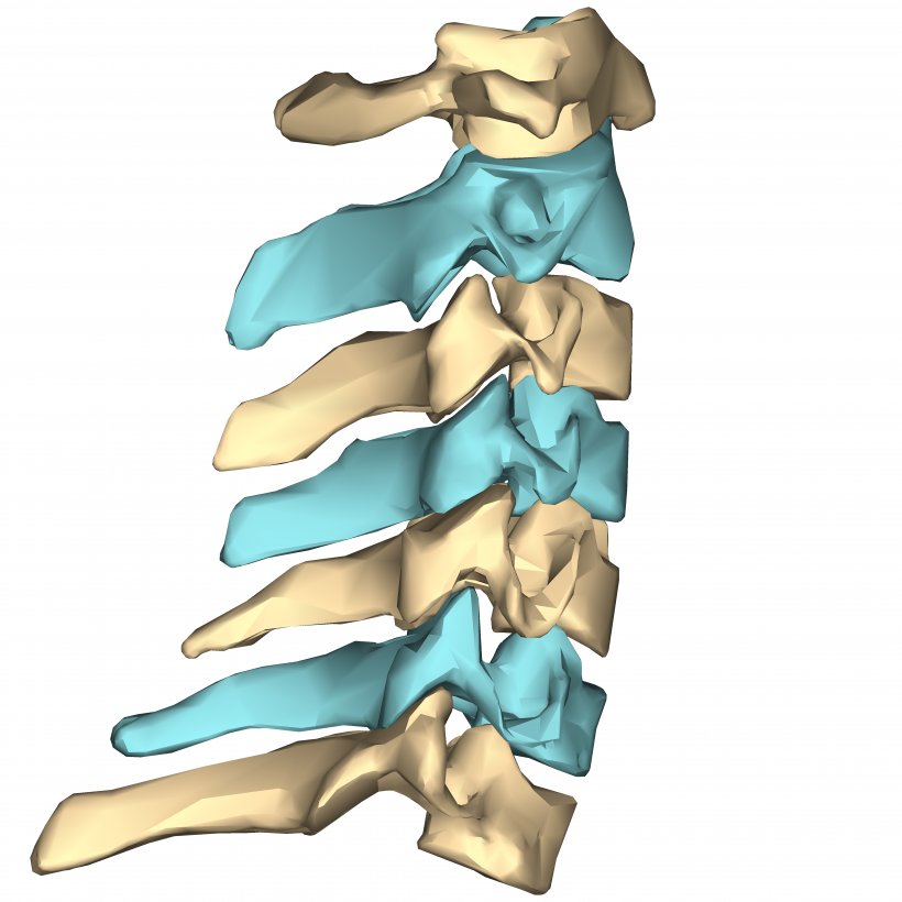 Cervical Vertebrae Vertebral Column Anatomy Human Body, PNG, 4500x4500px, Cervical Vertebrae, Anatomy, Atlas, Axis, Bone Download Free