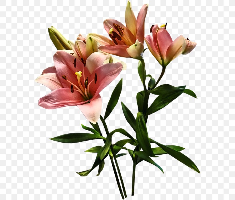 Cut Flowers Lily Of The Incas Floristry Flower Bouquet, PNG, 578x700px, Cut Flowers, Alstroemeriaceae, Floristry, Flower, Flower Bouquet Download Free