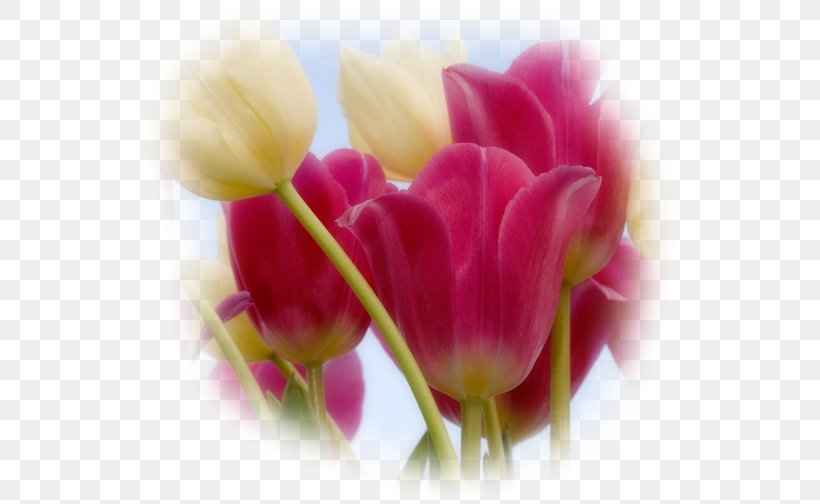 Flower Bouquet Tulipa Linifolia Tulipa Gesneriana Desktop Wallpaper, PNG, 539x504px, Flower, Blossom, Bud, Close Up, Color Download Free