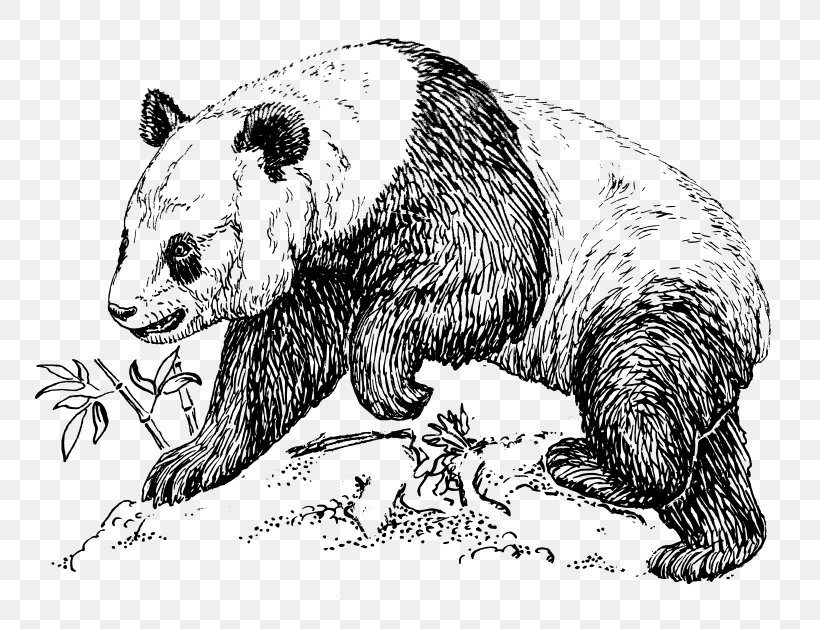Giant Panda Bear Drawing Art Clip Art, PNG, 800x629px, Giant Panda, Art, Artist, Bear, Beaver Download Free