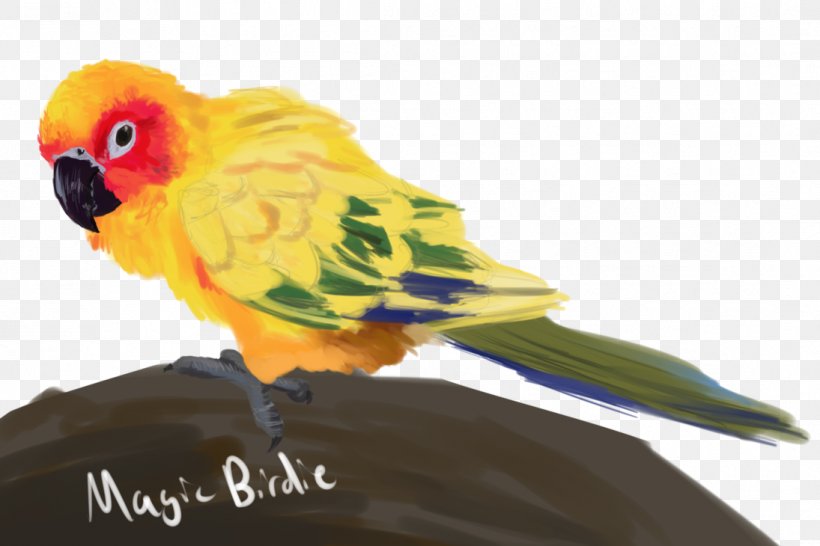 Lovebird Parrot Loriini Conure, PNG, 1095x730px, Lovebird, Art, Beak, Bird, Common Pet Parakeet Download Free