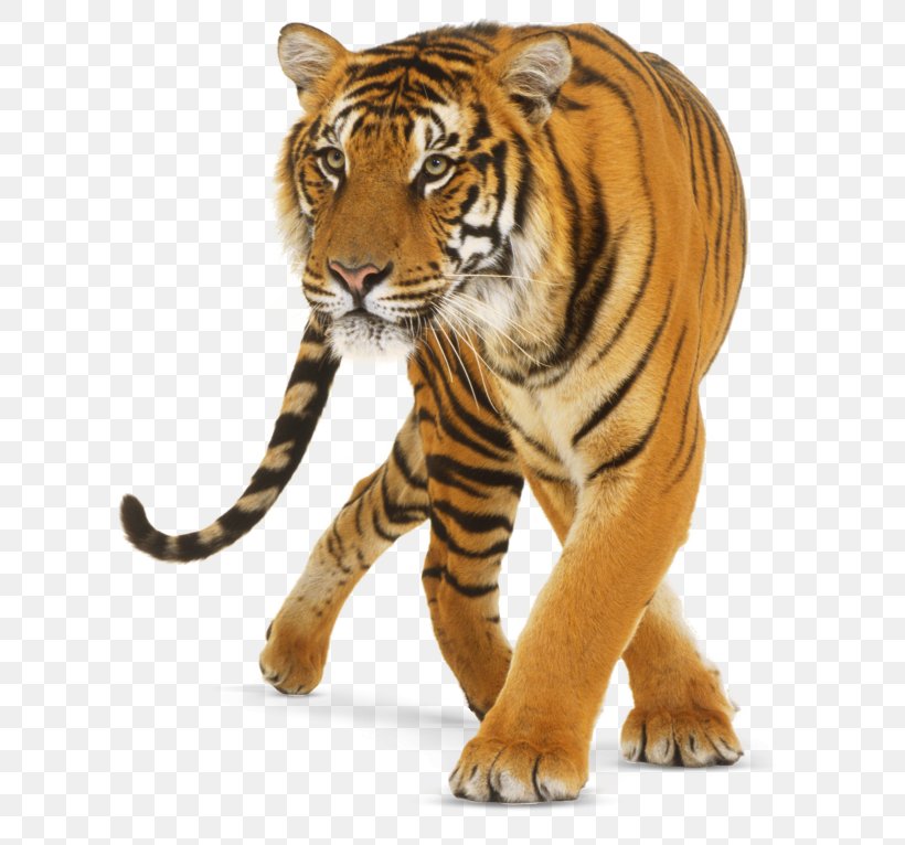 Tiger Cat, PNG, 640x766px, Jaguar, Bengal Tiger, Big Cat, Big Cats, Carnivoran Download Free