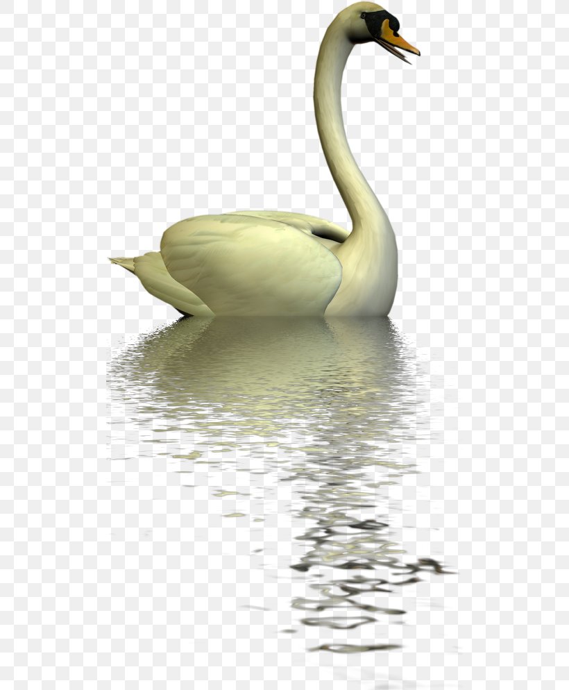 Cygnini Duck Fauna Water Neck, PNG, 514x994px, Cygnini, Beak, Bird, Duck, Ducks Geese And Swans Download Free