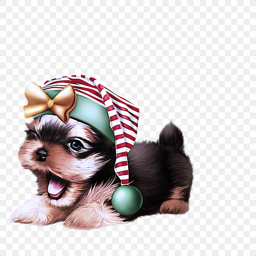 Dog Shih Tzu Yorkshire Terrier Puppy Ball, PNG, 1500x1500px, Dog, Ball, Companion Dog, Puppy, Shih Tzu Download Free