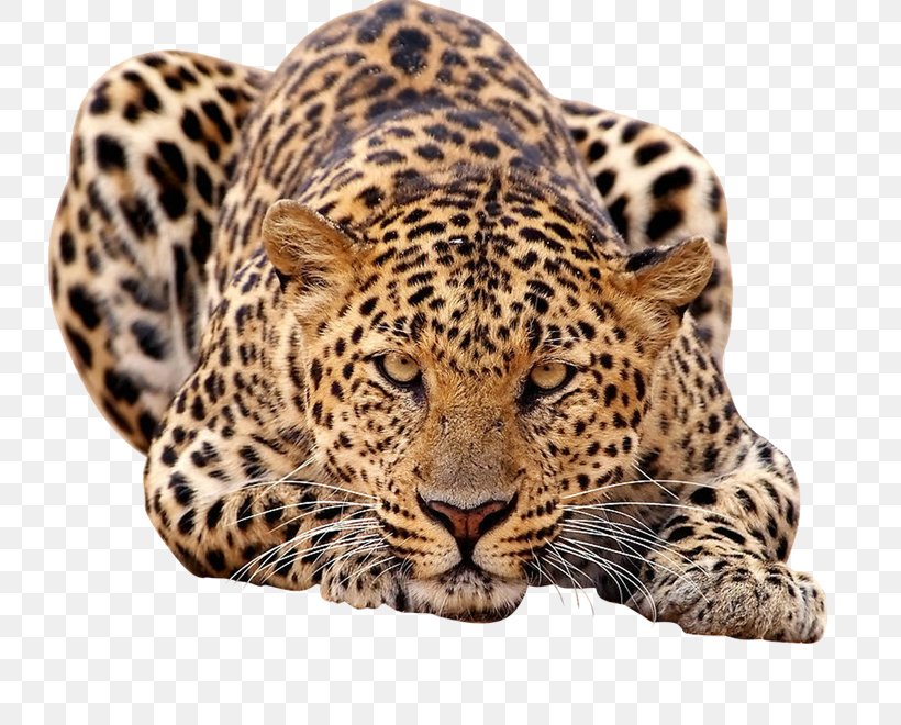 Amur Leopard African Leopard Felidae Javan Leopard Tiger, PNG, 812x660px, Amur Leopard, African Leopard, Amur River, Animal, Big Cat Download Free