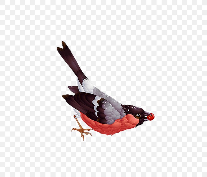Bird Clip Art Vector Graphics Illustration Image, PNG, 700x700px, Bird, Art, Beak, Casuariiformes, Drawing Download Free