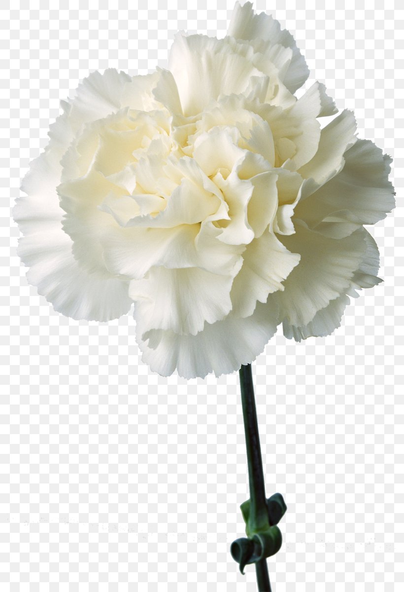 Carnation Birth Flower Floristry Petal, PNG, 789x1200px, Carnation, Artificial Flower, Birth Flower, Caryophyllaceae, Cut Flowers Download Free