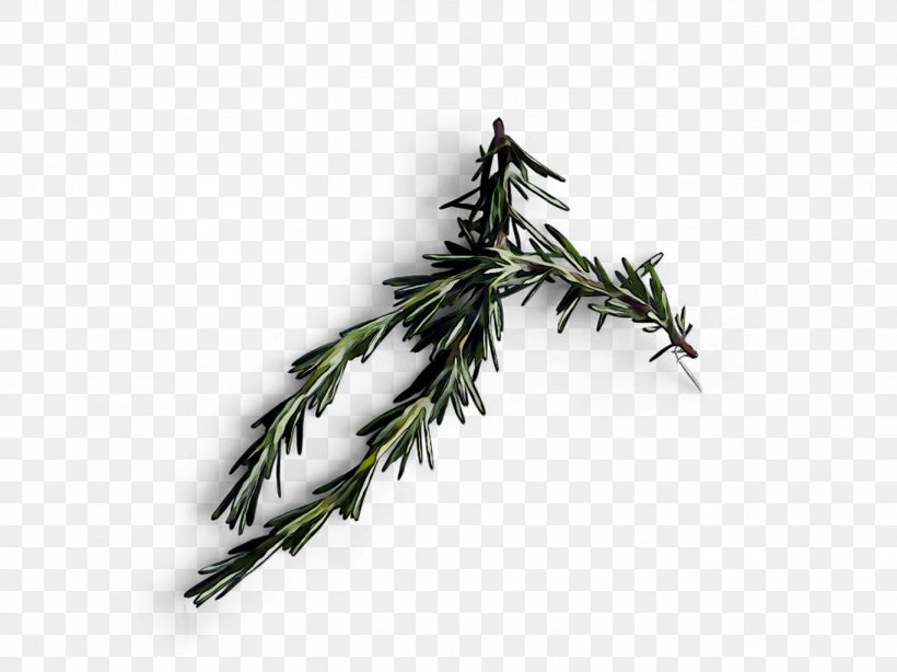 Fir Plant Stem Leaf Twig Herb, PNG, 1366x1024px, Fir, American Larch, Branch, Colorado Spruce, Cypress Family Download Free