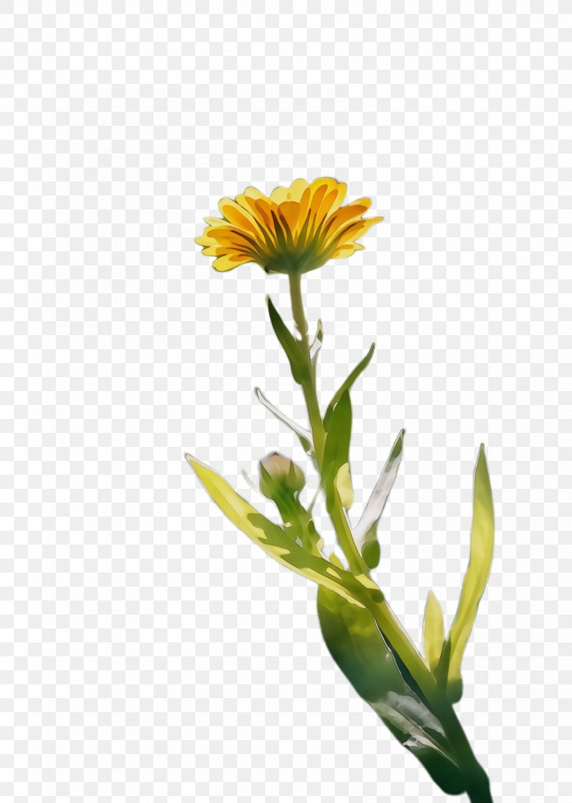 Flowers Background, PNG, 1688x2368px, Marigold, Bloom, Blossom, Calendula, Cut Flowers Download Free
