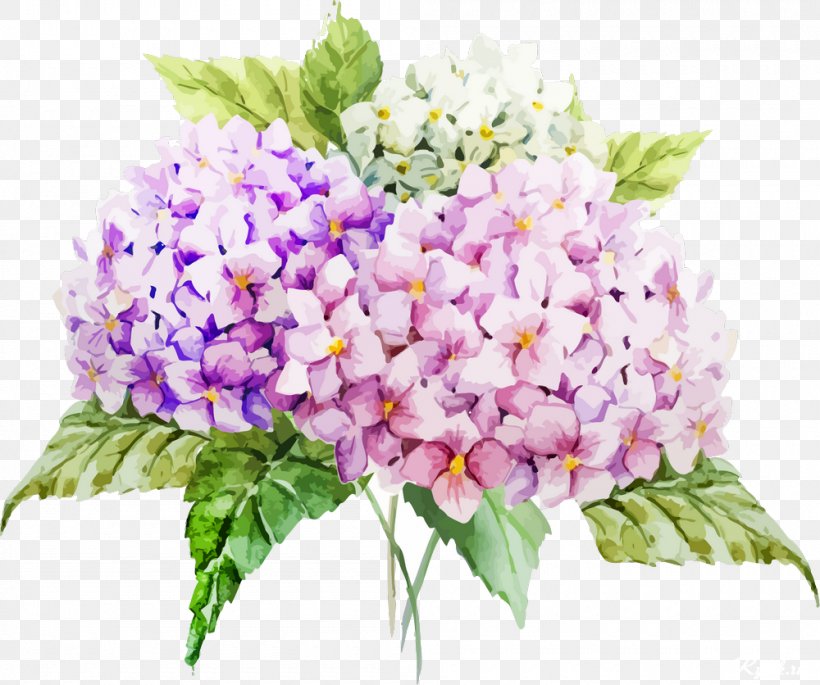 French Hydrangea Drawing Flower Watercolor Painting, PNG, 1000x836px, French Hydrangea, Annual Plant, Cornales, Cut Flowers, Drawing Download Free