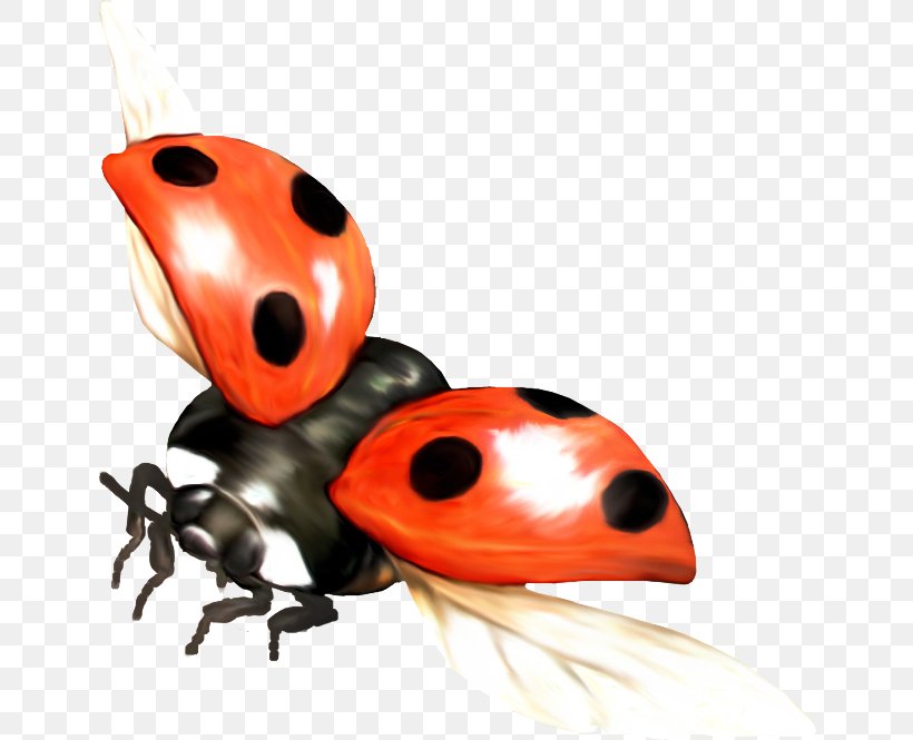 Ladybird Beetle La Mariquita, PNG, 648x665px, Beetle, Arthropod, Gimp, Image File Formats, Insect Download Free