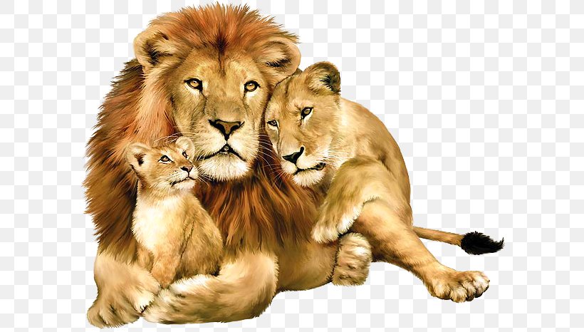 Lion Felidae Wallpaper, PNG, 598x466px, Lion, Big Cat, Big Cats, Carnivoran, Cat Like Mammal Download Free